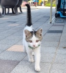 경기도유기묘무료분양 유기된 아기냥이 무료분양, 유기묘무료분양포털 주세요닷컴 No372935