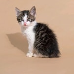 고양이무료분양 주세요닷컴 고양이무료분양 17페이지