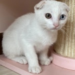 고양이무료분양 주세요닷컴 고양이무료분양 45페이지