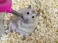 기타 반려동물무료분양 햄스터 무료분양, 기타 반려동물무료분양포털 주세요닷컴 No380646