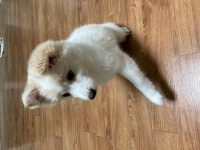 강아지무료분양 시고르브자브종 무료분양, 강아지무료분양포털 주세요닷컴 No380746