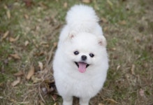 강아지무료분양 포메라니안 입양,, 강아지무료분양포털 주세요닷컴 No381020