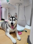부산시강아지무료분양 폼스키 무료분양, 강아지무료분양포털 주세요닷컴 No381735