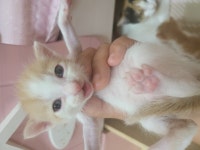 강아지무료분양 고양이 무료분양, 강아지무료분양포털 주세요닷컴 No383666