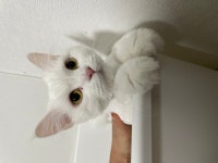 강아지무료분양 고양이 무료분양, 강아지무료분양포털 주세요닷컴 No385662