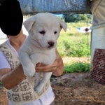 경기도강아지무료분양 발발이 무료분양, 강아지무료분양포털 주세요닷컴 No386264