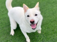 강아지무료분양 진도믹스 무료분양, 강아지무료분양포털 주세요닷컴 No386347