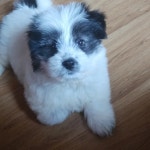 강아지무료분양 주세요닷컴 강아지무료분양 281페이지