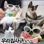 국내최대 반려동물무료분양 포털, 반려동물 분양, 애견, 고양이, 고슴도치, 햄스터, 토끼, 티컵강아지 무료분양 정보제공. 주세요닷컴... 