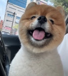 대전 강아지무료분양 포메라니안 무료분양 강아지무료분양포털 주세요닷컴 No398213