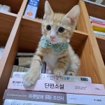 고양이무료분양 주세요닷컴 고양이무료분양 29페이지