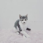 고양이무료분양 주세요닷컴 고양이무료분양 78페이지