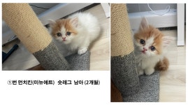 부산시고양이무료분양 먼치킨 무료분양, 고양이무료분양포털 주세요닷컴 No404367