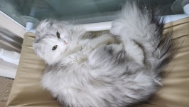 충청북도고양이무료분양 하이랜드폴드 무료분양, 고양이무료분양포털 주세요닷컴 No404576