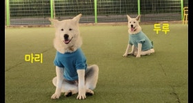 강아지무료분양 진돗개+풍산개 믹스 무료분양, 강아지무료분양포털 주세요닷컴 No404646