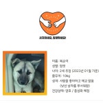 서울강아지무료분양 믹스 무료분양, 강아지무료분양포털 주세요닷컴 No406458