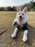 인천시강아지무료분양 폼스키 무료분양, 강아지무료분양포털 주세요닷컴 No406801