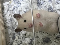 제주도기타 반려동물무료분양 골든햄스터 무료분양, 기타 반려동물무료분양포털 주세요닷컴 No409226