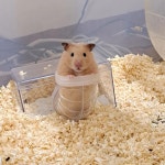 햄스터무료분양 골든햄스터 무료분양, 햄스터무료분양포털 주세요닷컴 No412407