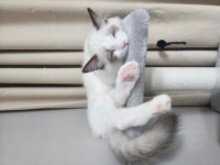 고양이무료분양 주세요닷컴 고양이무료분양 21페이지