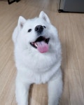 강아지무료분양 주세요닷컴 강아지무료분양 4페이지