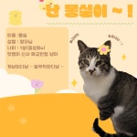 유기묘무료분양 한국 고양이 무료분양, 유기묘무료분양포털 주세요닷컴 No414178