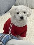 강아지무료분양 비숑프리제 무료분양, 강아지무료분양포털 주세요닷컴 No420928