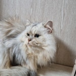 고양이무료분양 주세요닷컴 고양이무료분양 2페이지