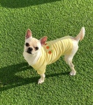 강아지무료분양 치와와 무료분양, 강아지무료분양포털 주세요닷컴 No429743