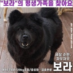 경기강아지무료분양 차우차우 무료분양, 강아지무료분양포털 주세요닷컴 No430483