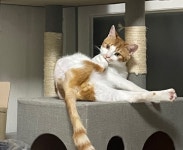 고양이무료분양 한국 고양이 무료분양, 고양이무료분양포털 주세요닷컴 No433350