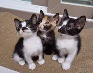 고양이무료분양 한국 고양이 무료분양, 고양이무료분양포털 주세요닷컴 No435550