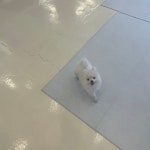 대구시강아지무료분양 폼피츠 무료분양, 강아지무료분양포털 주세요닷컴 No440256