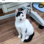서울고양이무료분양 한국 고양이 무료분양, 고양이무료분양포털 주세요닷컴 No447017