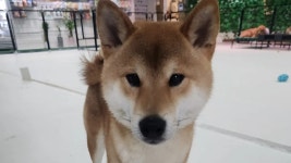 강아지무료분양 주세요닷컴 강아지무료분양 14페이지