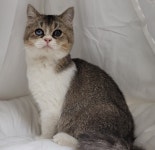 고양이무료분양 브리티쉬 숏헤어 무료분양, 고양이무료분양포털 주세요닷컴 No449671