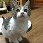 국내최대 반려동물무료분양 포털, 반려동물 분양, 애견, 고양이, 고슴도치, 햄스터, 토끼, 티컵강아지 무료분양 정보제공. 주세요닷컴... 