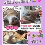 서울고양이무료분양 한국 고양이 무료분양, 고양이무료분양포털 주세요닷컴 No453796