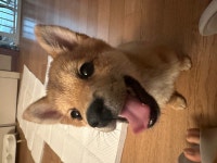 강아지무료분양 시바견 무료분양, 강아지무료분양포털 주세요닷컴 No454124