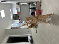 고양이무료분양 한국 고양이 무료분양, 고양이무료분양포털 주세요닷컴 No454585