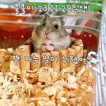 인천시기타 반려동물무료분양 정글리안 무료분양, 기타 반려동물무료분양포털 주세요닷컴 No454965