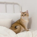 서울시고양이무료분양 브리티쉬 숏헤어 무료분양, 고양이무료분양포털 주세요닷컴 No456087