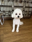 울산시강아지무료분양 비숑프리제 무료분양, 강아지무료분양포털 주세요닷컴 No457288