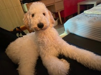 강아지무료분양 스탠다드 푸들 무료분양, 강아지무료분양포털 주세요닷컴 No457755