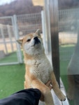 강아지무료분양 시바견 무료분양, 강아지무료분양포털 주세요닷컴 No458015