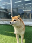 경기도강아지무료분양 시바견 무료분양, 강아지무료분양포털 주세요닷컴 No458016