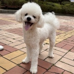 대구시강아지무료분양 비숑프리제 무료분양, 강아지무료분양포털 주세요닷컴 No458911