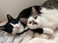 고양이무료분양 한국 고양이 무료분양, 고양이무료분양포털 주세요닷컴 No459790