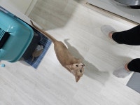 고양이무료분양 아비시니안 무료분양, 고양이무료분양포털 주세요닷컴 No461041