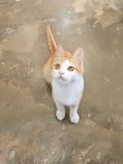 대구시유기묘무료분양 한국 고양이 무료분양, 유기묘무료분양포털 주세요닷컴 No461322